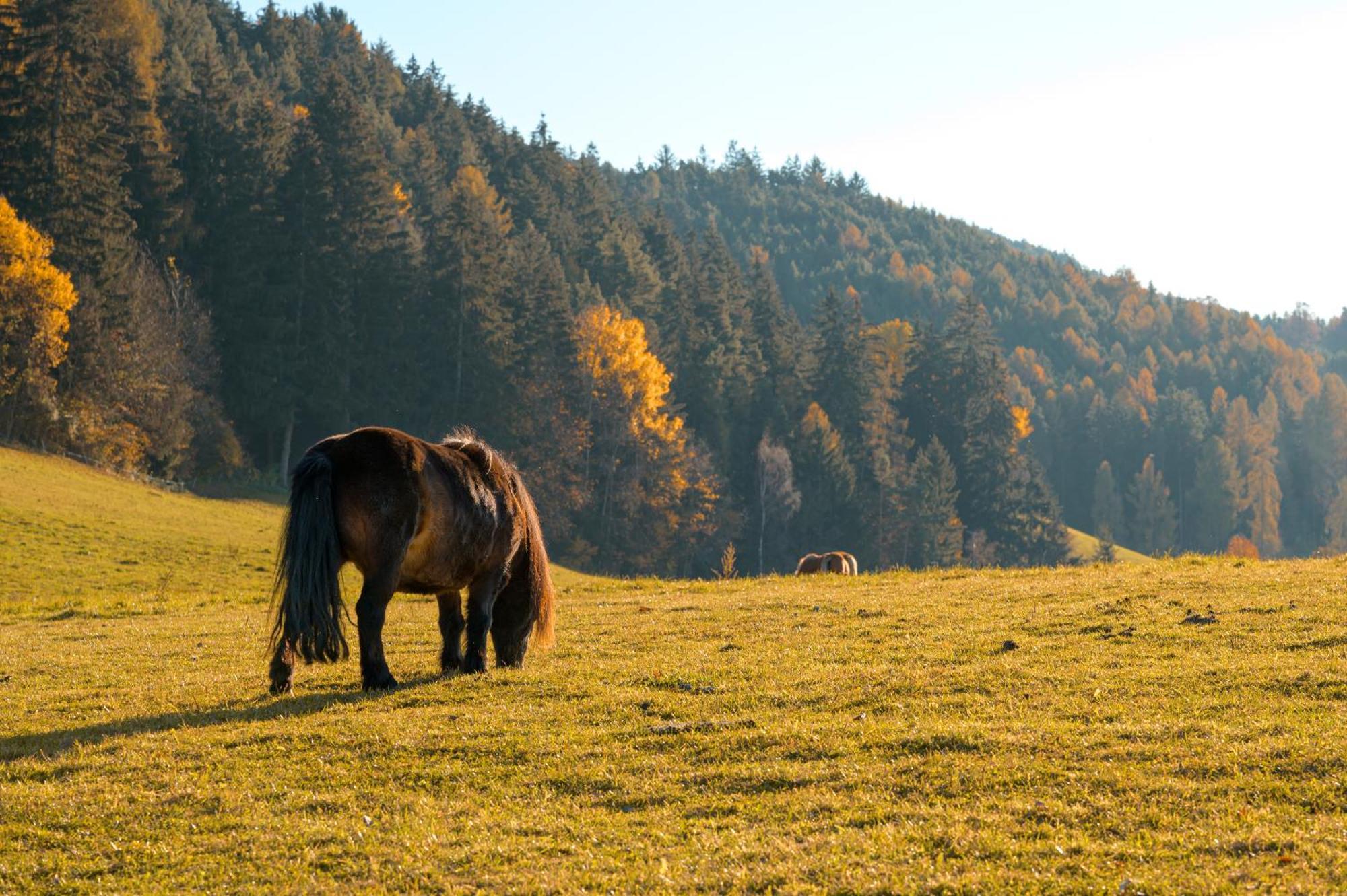 Вілла Widmannhof - Urlaub Auf Dem Biobauernhof Брессаноне Екстер'єр фото